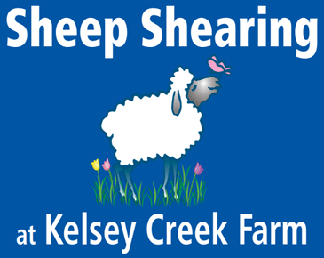 Sheep Shearing at Kelsey Creek Farm | Bellevue.com