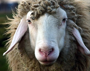 Annual Sheep Shearing Event | Bellevue.com