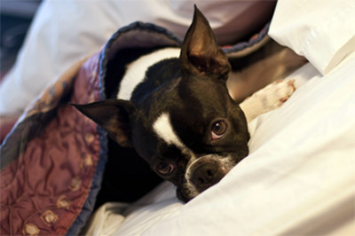 Summer is Here, Vacation is Planned, But What Do We Do With The Pets? | Bellevue.com
